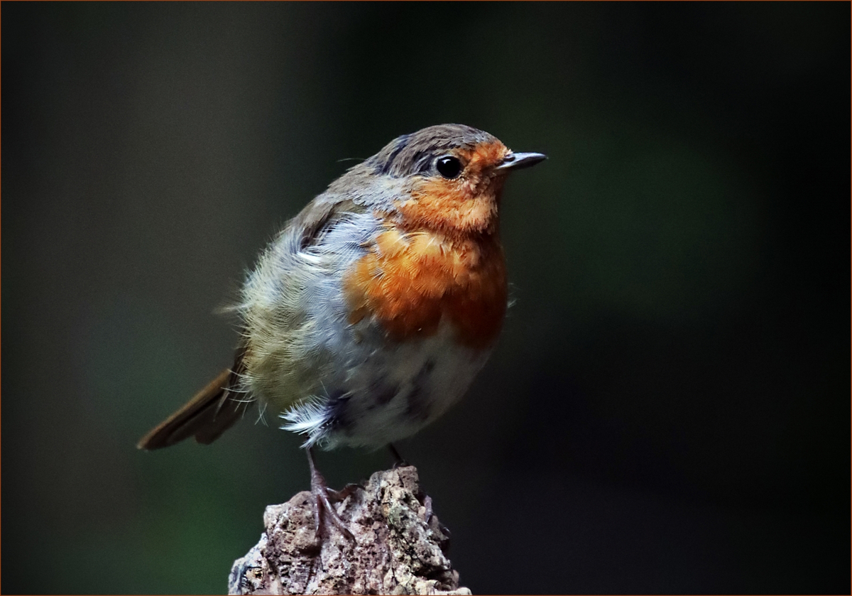 FLEDGLING ROBIN - Ian Parker